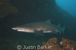 Ragged tooth shark in Aliwal Shoal east coast. by Justin Barker 